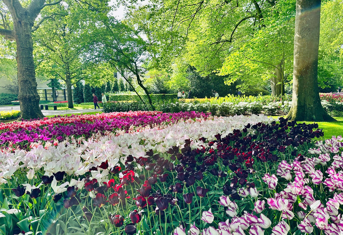 Mùa xuân vào khoảng tháng 4, tháng 5, Hà Lan khoác lên mình tấm áo rực rỡ của hàng triệu đóa tulip vào mùa nở rộ, Amsterdam chính là cửa ngõ lý tưởng để bạn bắt đầu hành trình khám phá vẻ đẹp say đắm lòng người này.