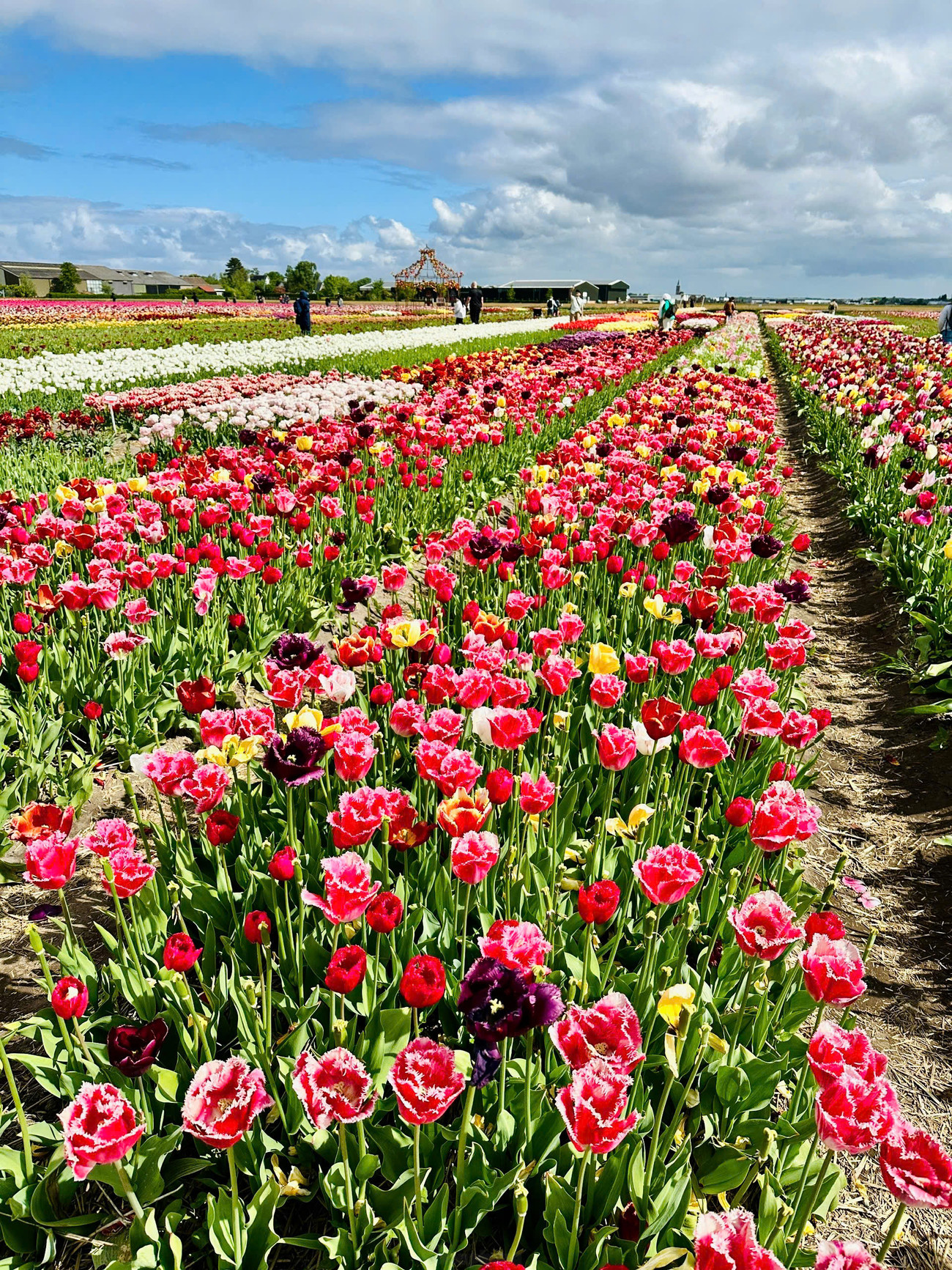 Điểm đến không thể bỏ qua cho những tín đồ hoa tulip chính là vườn hoa Keukenhof trứ danh.