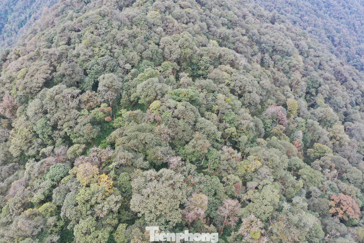 Khu bảo tồn loài sinh cảnh Chế Tạo – Mù Cang Chải nằm trên địa bàn các xã Chế Tạo, Nậm Khắt, Púng Luông, Lao Chải, Dế Xu Phình, với tổng diện tích trên 20.290ha. Khu bảo tồn là một vòng cung được tạo thành bởi một hệ thống núi cao từ 1.700 – 2.500m, bao quanh xã Chế Tạo và vùng đầu nguồn của sông Nậm Chải, đây là khu vực rừng phòng hộ lưu vực hệ thống sông Đà.