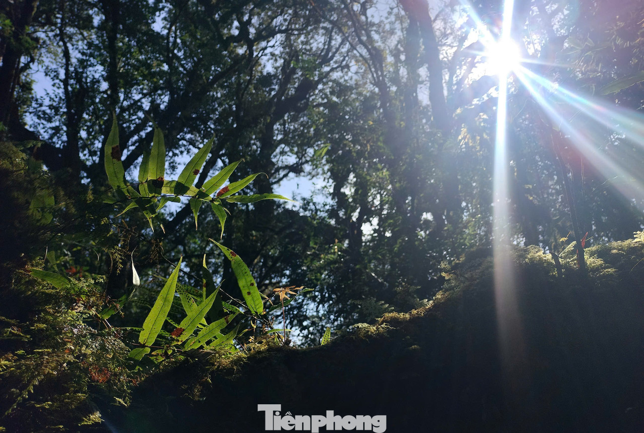 Đặc biệt trên phần đỉnh núi phía đông có một thung lũng rộng gần 1km2, rất bằng phẳng kiểu rừng hỗn giao lá rộng, lá kim á nhiệt đới với một số loài cây ưu thế như: thiết sam, bông sứ, re hương, sồi lào có đường kính 2 – 3m.