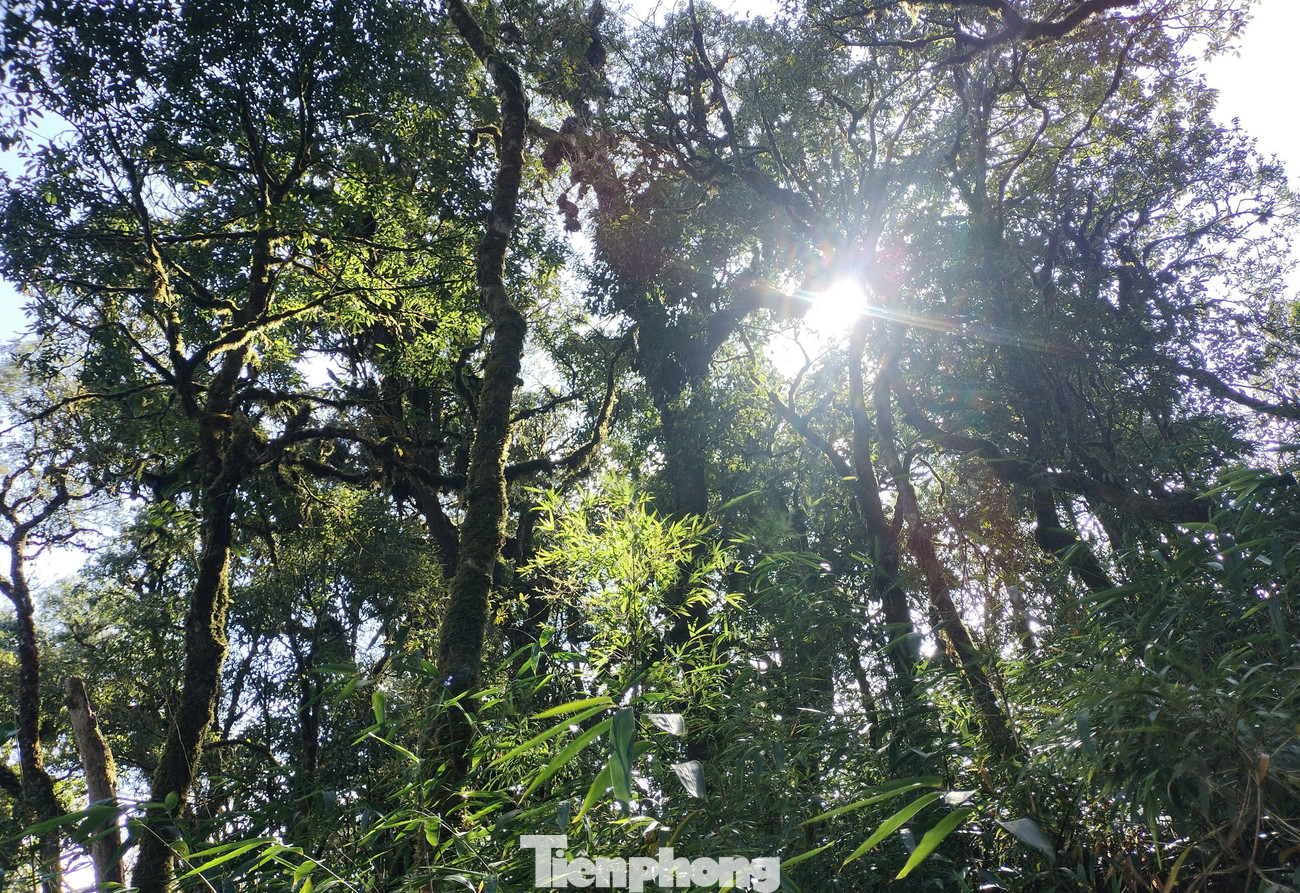 Việc lựa chọn và vinh danh cây di sản góp phần bảo tồn nguồn gen, nâng cao ý thức tôn trọng tự nhiên và trách nhiệm bảo vệ môi trường của cộng đồng, quảng bá sự phong phú, đa dạng với giá trị khoa học cao của hệ thực vật Việt Nam tạo nguồn du lịch sinh thái, nghiên cứu khoa học, ông Dưỡng cho biết thêm.