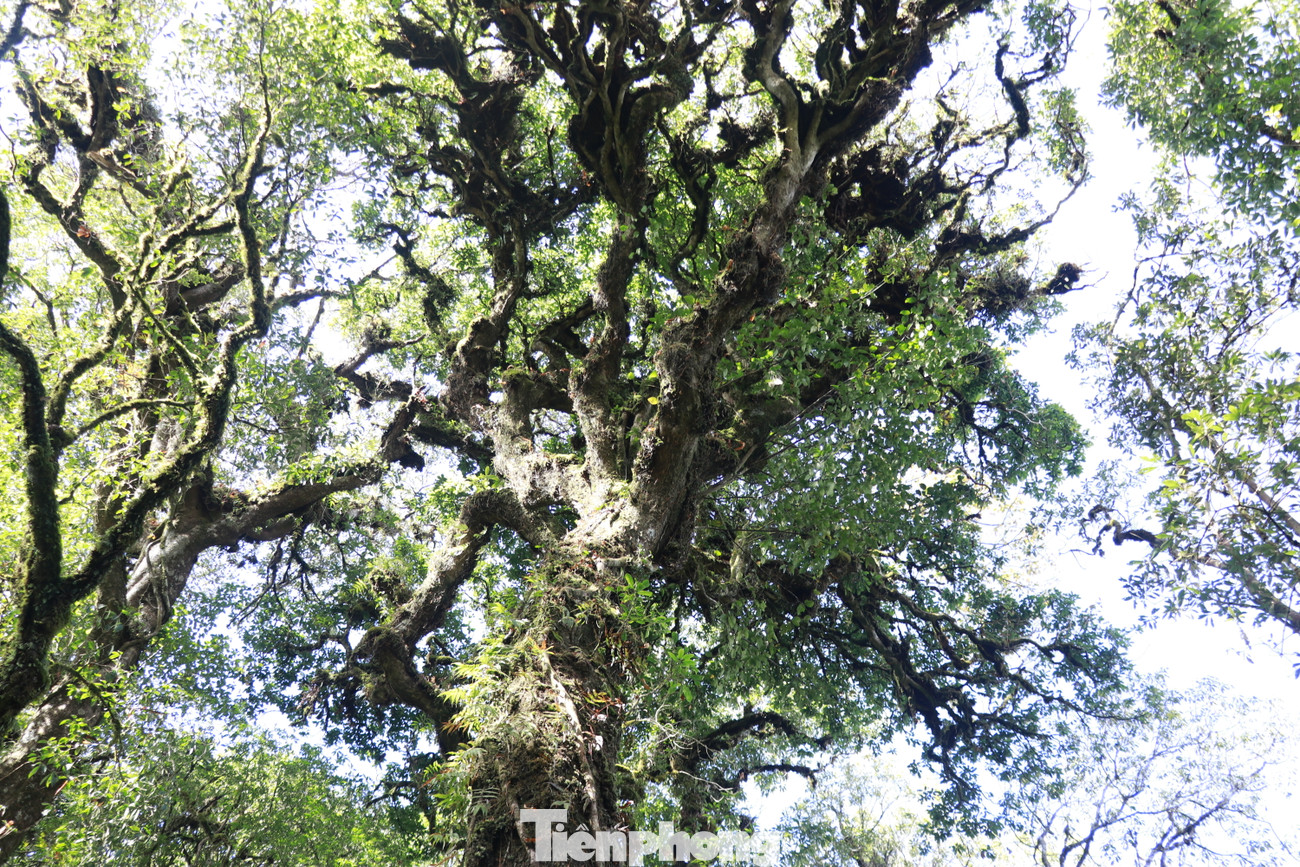 Nằm trên dải sơn mạch Hoàng Liên Sơn hùng vĩ, rừng Chế Tạo được đánh giá là khu rừng nguyên sinh đẹp bậc nhất bởi còn khá nguyên vẹn với nhiều loài cây lá rộng, lá kim và thảm thực vật phong phú cùng 788 loài thực vật bậc cao.