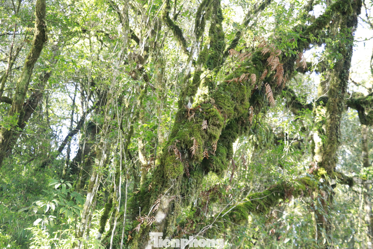 Đặc biệt trên phần đỉnh núi phía đông có một thung lũng rộng gần 1km2, rất bằng phẳng kiểu rừng hỗn giao lá rộng, lá kim á nhiệt đới với một số loài cây ưu thế như: thiết sam, bông sứ, re hương, sồi lào có đường kính 2 – 3m.