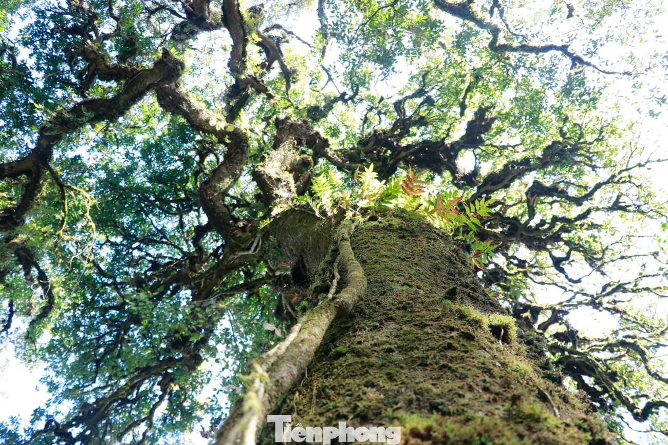 Nằm trên dải sơn mạch Hoàng Liên Sơn hùng vĩ, rừng Chế Tạo được đánh giá là khu rừng nguyên sinh đẹp bậc nhất bởi còn khá nguyên vẹn với nhiều loài cây lá rộng, lá kim và thảm thực vật phong phú cùng 788 loài thực vật bậc cao.