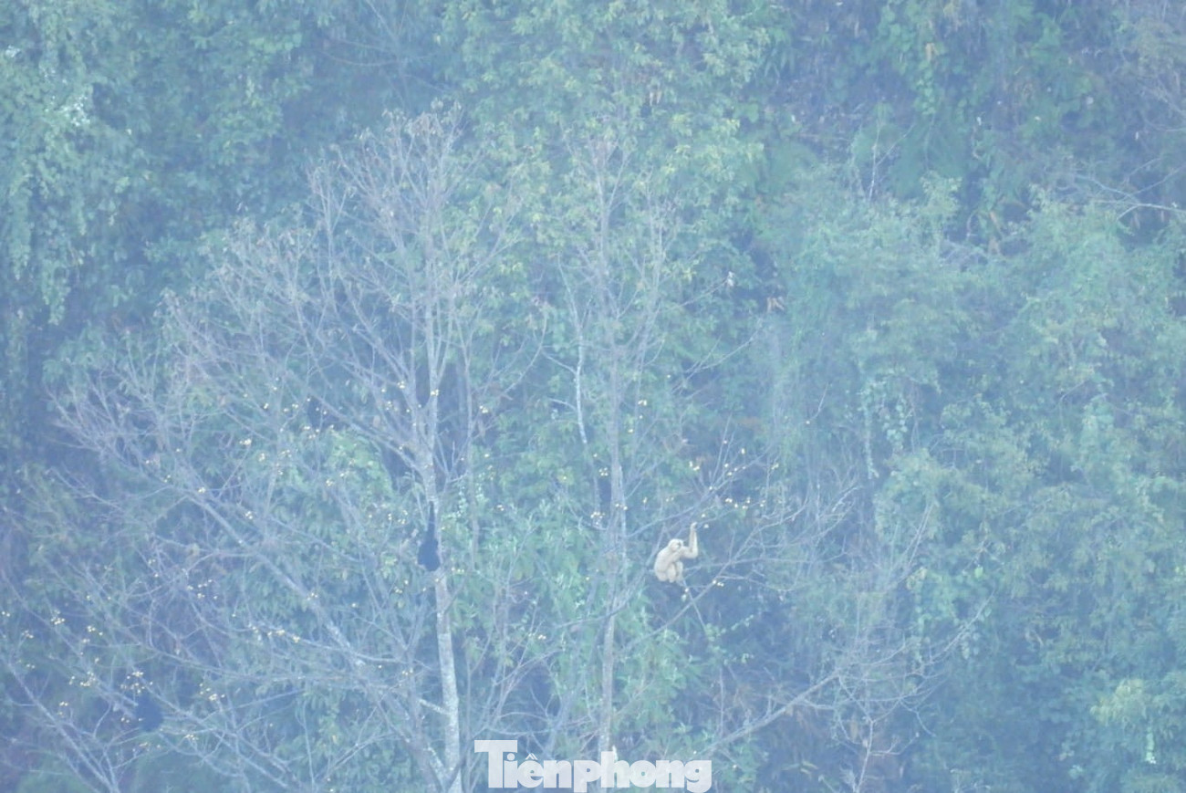 Đặc biệt, nơi đây còn một số đàn vượn đen tuyền và nhiều loài động thực vật quý hiếm khác đang được cấp ủy, chính quyền và người dân bảo vệ nghiêm ngặt.