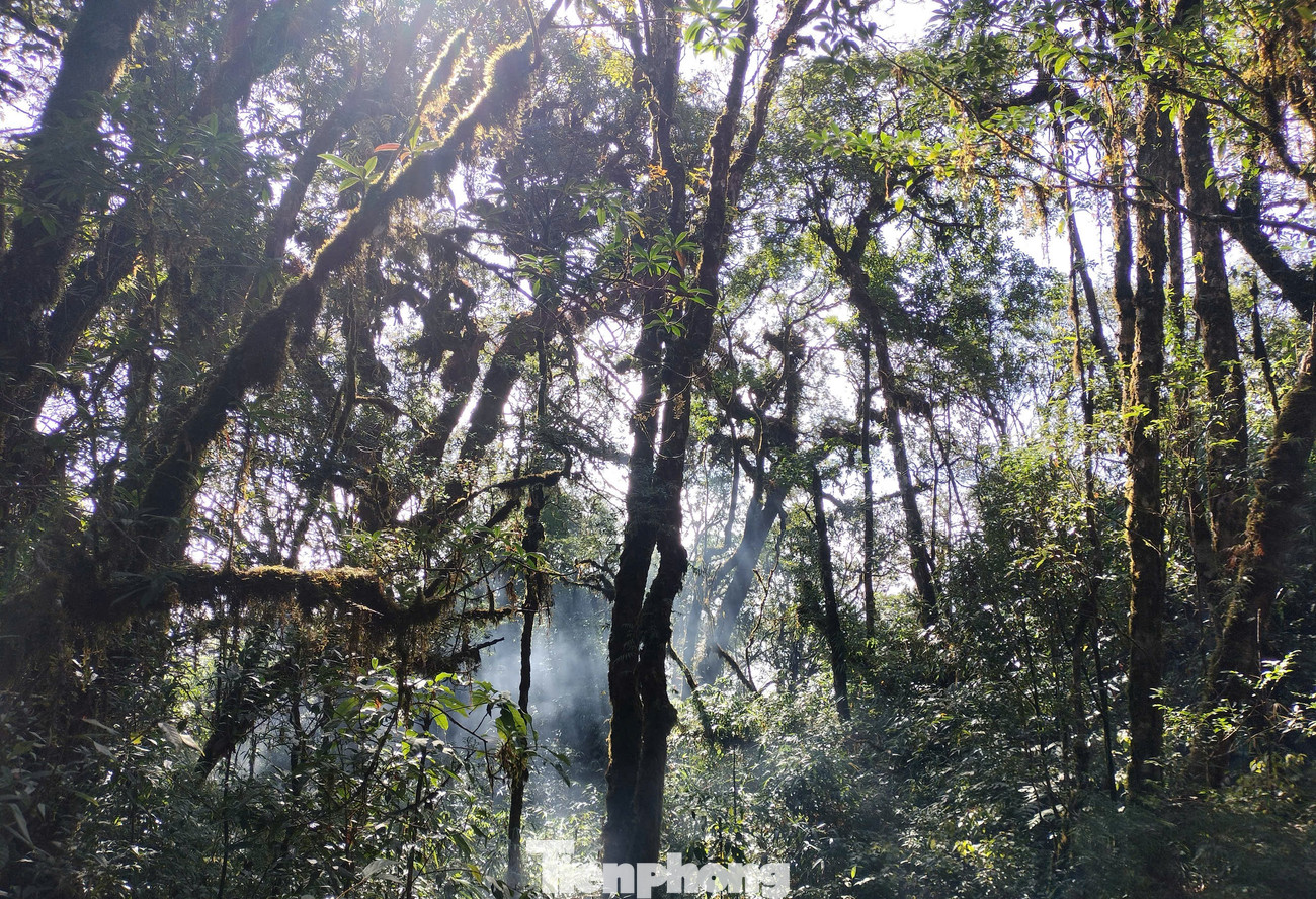 Cùng đó là trên 3.000 cây pơ mu mọc tự nhiên, tập trung chủ yếu ở xã Chế Tạo, hầu hết trên 100 năm tuổi; một số cây có đường kính trên 2m, trong đó trên 1.000 cây có đường kính từ 1- 1,8m, chiều cao từ 15- 20 m.