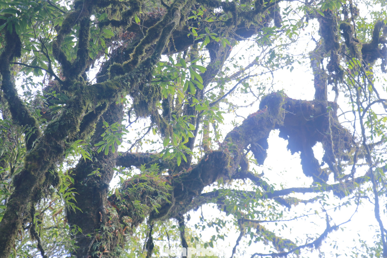 Cùng đó là trên 3.000 cây pơ mu mọc tự nhiên, tập trung chủ yếu ở xã Chế Tạo, hầu hết trên 100 năm tuổi; một số cây có đường kính trên 2m, trong đó trên 1.000 cây có đường kính từ 1- 1,8m, chiều cao từ 15- 20 m.