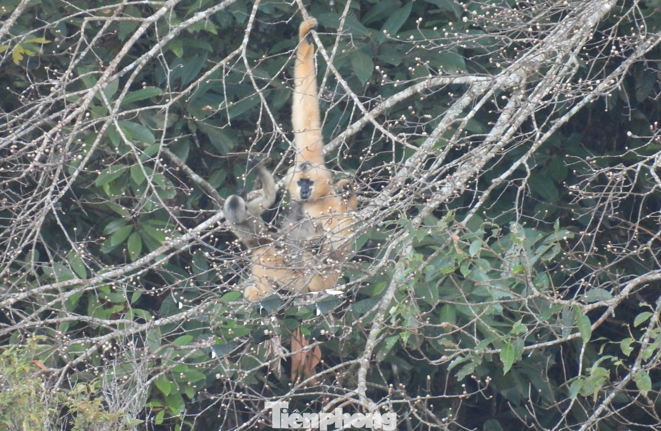 Ngoài ra, tại đây còn có 221 loài, 162 giống, 61 họ thuộc hệ động vật có xương sống trên cạn; trong đó có 53 loài thú, 130 loài chim, 26 loài bò sát, 12 loài lưỡng cư...