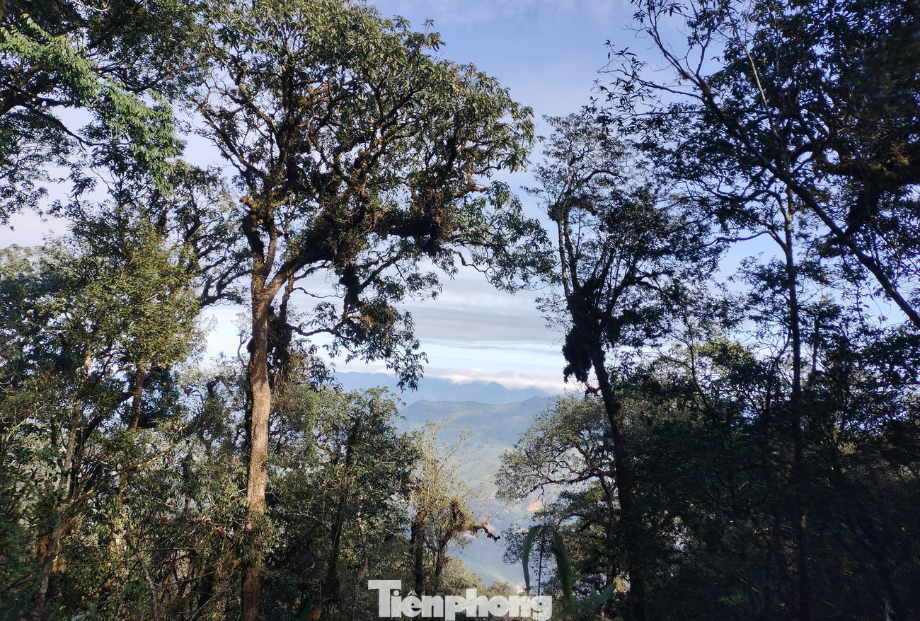 Cùng đó là trên 3.000 cây pơ mu mọc tự nhiên, tập trung chủ yếu ở xã Chế Tạo, hầu hết trên 100 năm tuổi; một số cây có đường kính trên 2m, trong đó trên 1.000 cây có đường kính từ 1- 1,8m, chiều cao từ 15- 20 m.