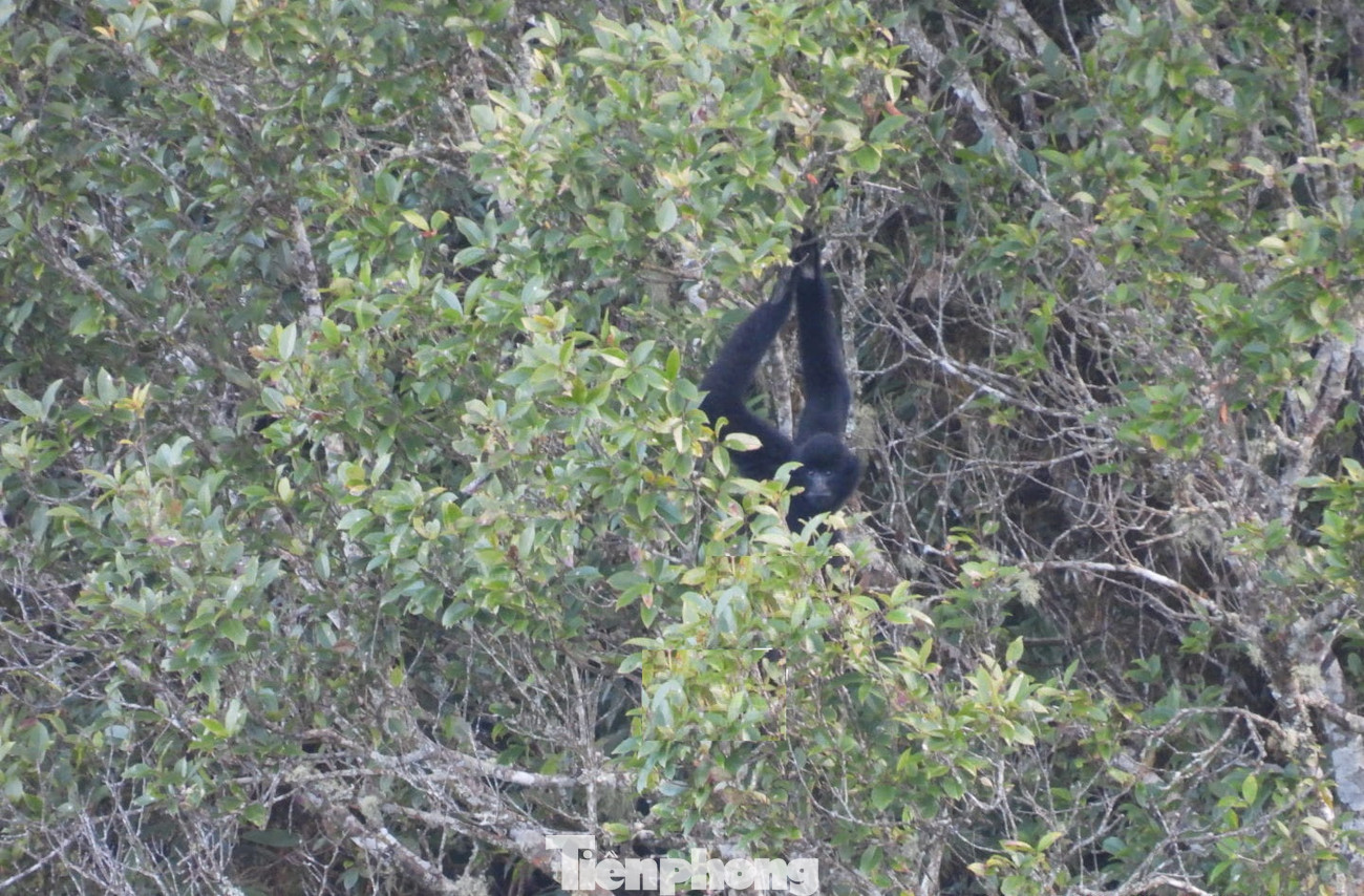 Đặc biệt, nơi đây còn một số đàn vượn đen tuyền và nhiều loài động thực vật quý hiếm khác đang được cấp ủy, chính quyền và người dân bảo vệ nghiêm ngặt.