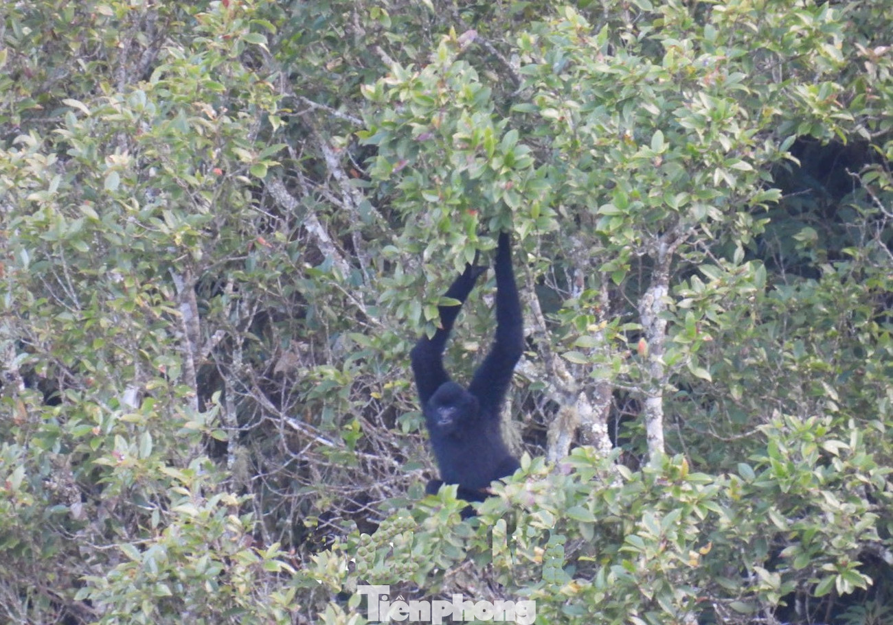 Ngoài ra, tại đây còn có 221 loài, 162 giống, 61 họ thuộc hệ động vật có xương sống trên cạn; trong đó có 53 loài thú, 130 loài chim, 26 loài bò sát, 12 loài lưỡng cư...