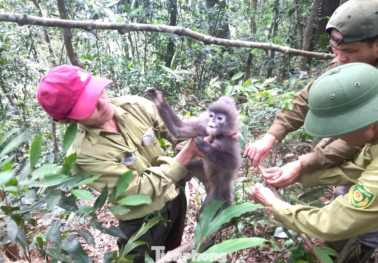 Khi thợ săn rút ra khỏi rừng, những chiếc bẫy này vẫn tồn tại và những con thú khác đi ngang qua lại tiếp tục dính bẫy và chết rục. Khi những thành viên “biệt đội” giải cứu phát hiện được, những con thú dính bẫy bị thương sẽ được sơ cứu rồi thả ra, nặng hơn thì được mang ra trung tâm cứu hộ của Vườn quốc gia Pù Mát để điều trị.