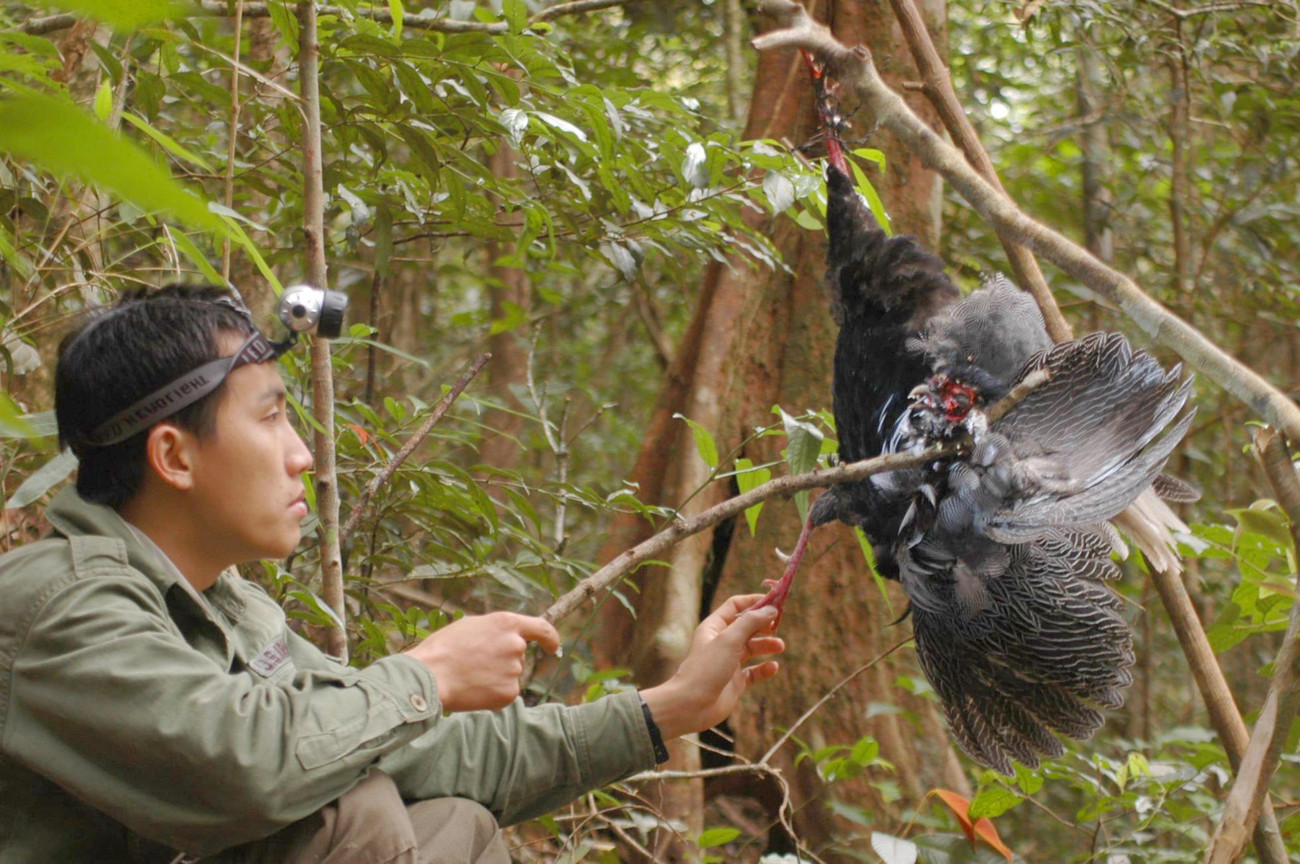 Anh Lê Tất Thành - đội trưởng chia sẻ, ám ảnh của các thành viên những ngày đầu “xâm nhập” rừng già này không phải là sự hiểm trở của núi rừng mà đó là bẫy thú do thợ săn đặt khắp nơi. Các loại bẫy thòng lọng, bẫy kẹp để bắt thú được giăng như thiên la địa võng, kéo dài hàng trăm mét.