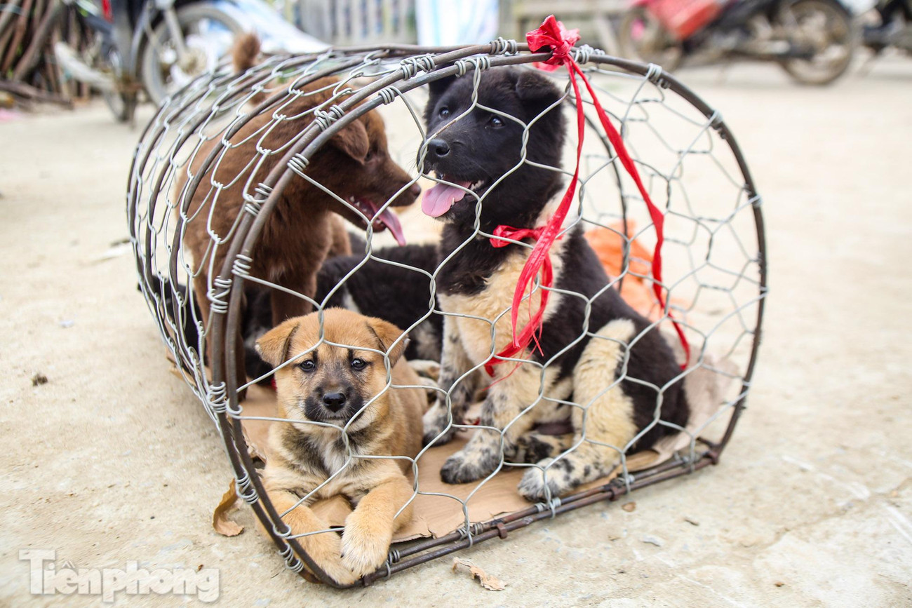 Chó có lông xù, cổ gáy thường có bờm lông mọc rất tốt giống như bờm sư tử. Lông đuôi hình bông lau hay đuôi sóc.