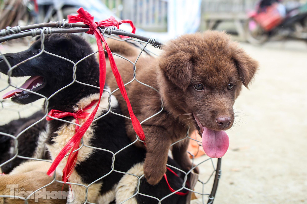 Có đến cả trăm chú chó đủ kích thước, màu sắc được mua bán ở đây.