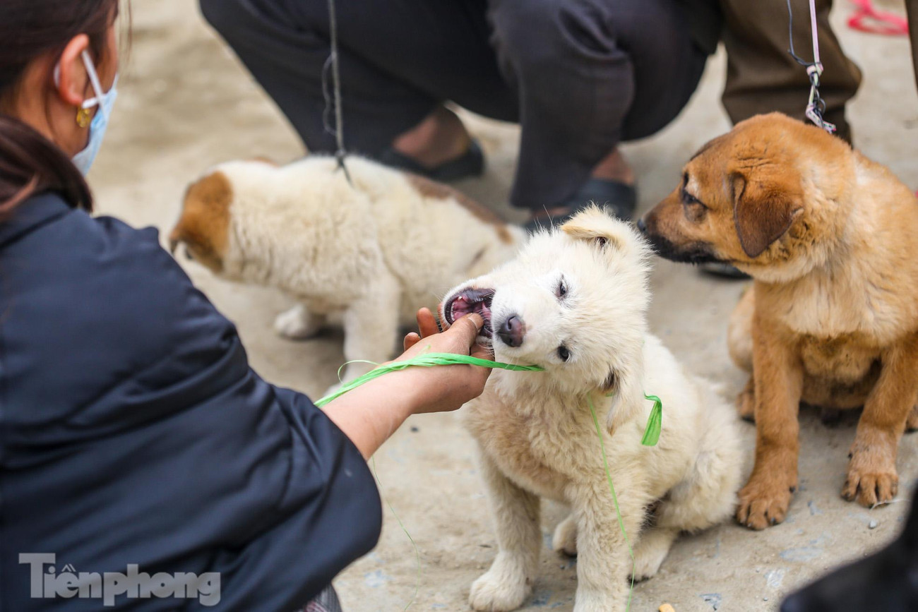 Người mua có khi là người dân bản địa, có khi là những tay "chơi" chó chuyên nghiệp.