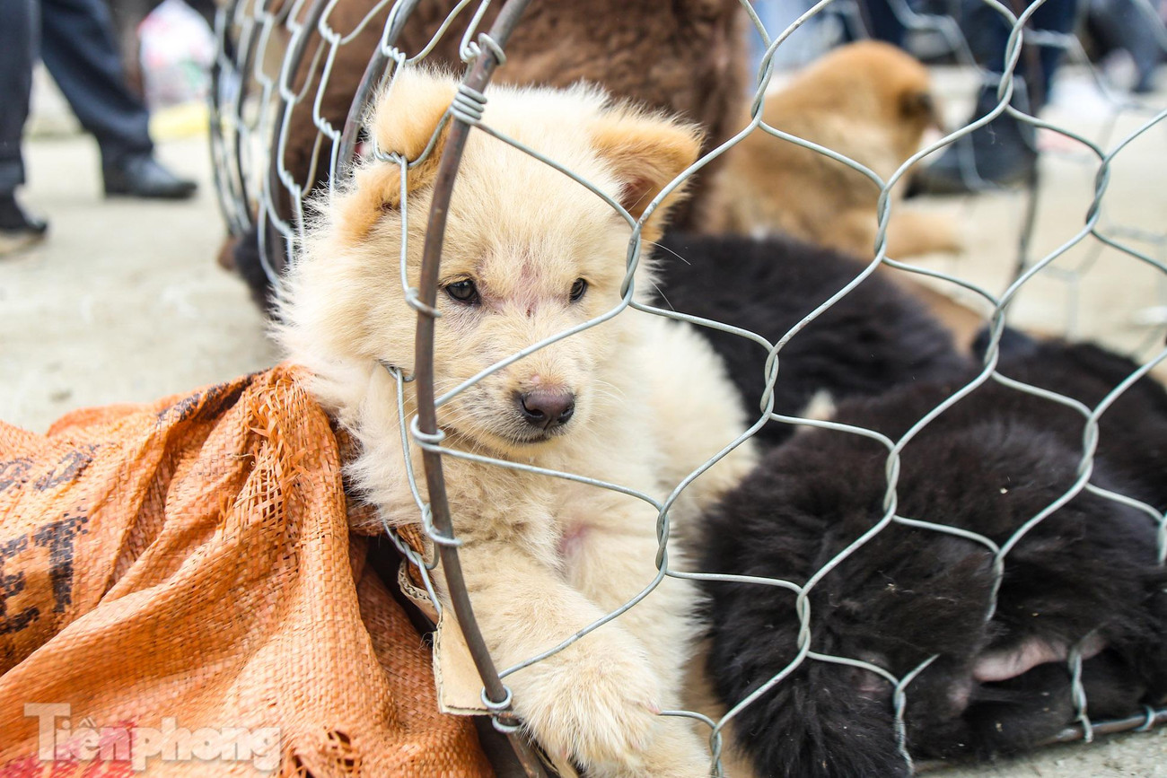Giống chó Bắc Hà khá đa dạng về màu lông. Người ta thường thấy những chú chó Bắc Hà màu vện, màu vàng, màu trắng, màu đen, màu xám hay màu khoang.