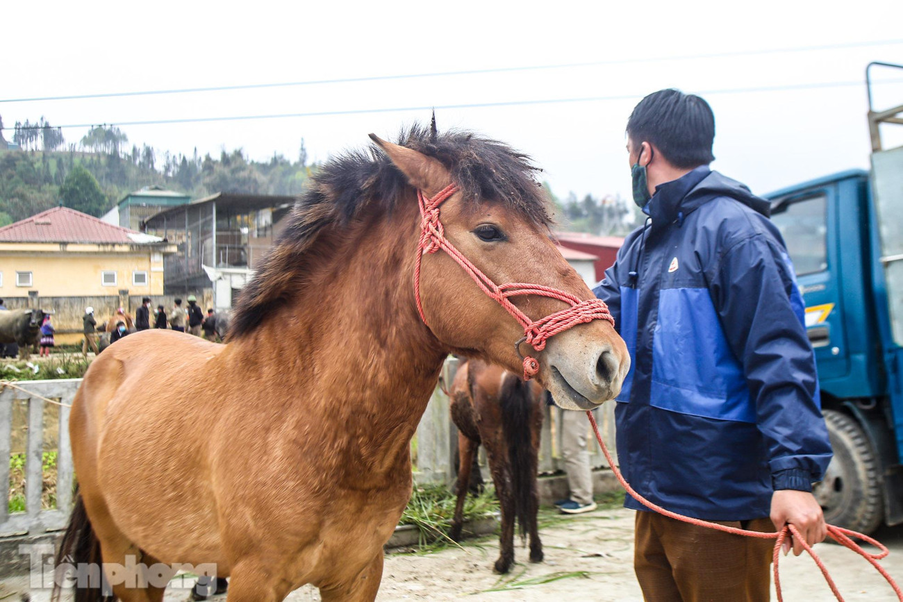 Ngoài khu vực bán chó, chợ Bắc Hà còn bán trâu, ngựa, bò, lợn....