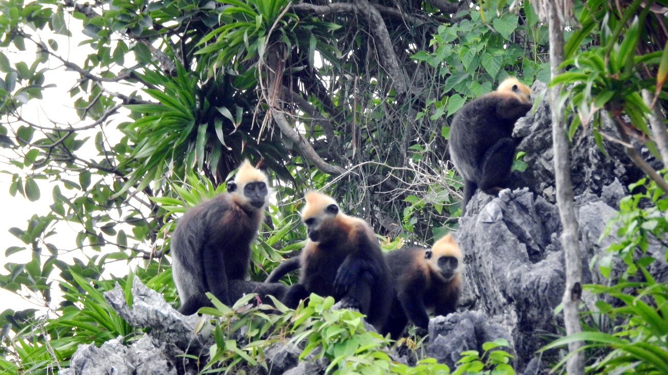 Ngoài ra, tại đây có 153 loài động thực vật nằm trong sách đỏ của Việt Nam và của thế giới. Trong ảnh, một gia đình voọc Cát Bà. Ảnh: VQG Cát Bà cung cấp. Ngoài ra, tại đây có 153 loài động thực vật nằm trong sách đỏ của Việt Nam và của thế giới. Trong ảnh, một gia đình voọc Cát Bà. Ảnh: VQG Cát Bà cung cấp.