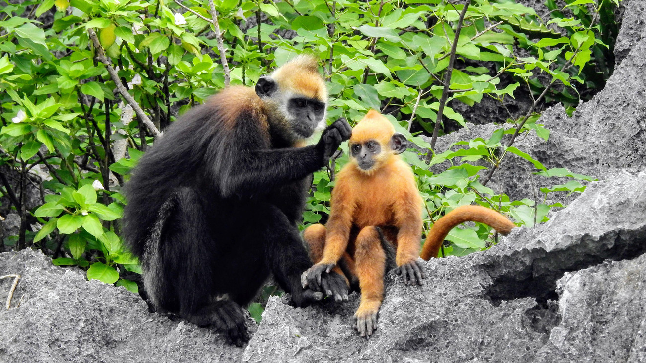 Theo thống kê của các nhà khoa học, hiện nay VQG Cát Bà có hơn 4.000 loài động thực vật. Trong đó, có rất nhiều loài đặc hữu, nổi bật nhất là vọoc, thạch sùng mí, nhện… chỉ có ở quần đảo Cát Bà. Theo thống kê của các nhà khoa học, hiện nay VQG Cát Bà có hơn 4.000 loài động thực vật. Trong đó, có rất nhiều loài đặc hữu, nổi bật nhất là vọoc, thạch sùng mí, nhện… chỉ có ở quần đảo Cát Bà.