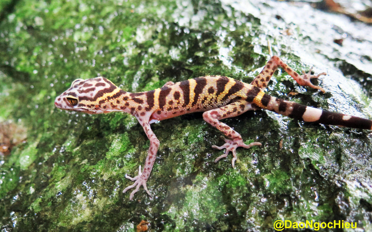 Cận cảnh loài thạch sùng mí ở Cát Bà. Ảnh: VQG Cát Bà cung cấp. Cận cảnh loài thạch sùng mí ở Cát Bà. Ảnh: VQG Cát Bà cung cấp.