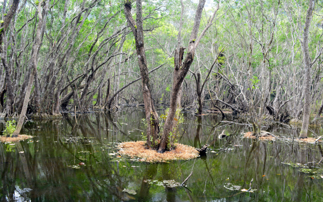 VQG Cát Bà cũng là nơi có những hệ sinh thái rừng ngập mặn đa dạng. Biển ở Cát Bà có nhiều rạn san hô đẹp, là nơi cư trú, bãi đẻ của nhiều loài thủy sản. Ông Thịu cho biết, đơn vị đang trình thành phố Đề án thành lập Khu bảo tồn biển, nhằm quản lý hệ sinh thái, tạo nguồn lợi thủy sản trong tương lai. VQG Cát Bà cũng là nơi có những hệ sinh thái rừng ngập mặn đa dạng. Biển ở Cát Bà có nhiều rạn san hô đẹp, là nơi cư trú, bãi đẻ của nhiều loài thủy sản. Ông Thịu cho biết, đơn vị đang trình thành phố Đề án thành lập Khu bảo tồn biển, nhằm quản lý hệ sinh thái, tạo nguồn lợi thủy sản trong tương lai.