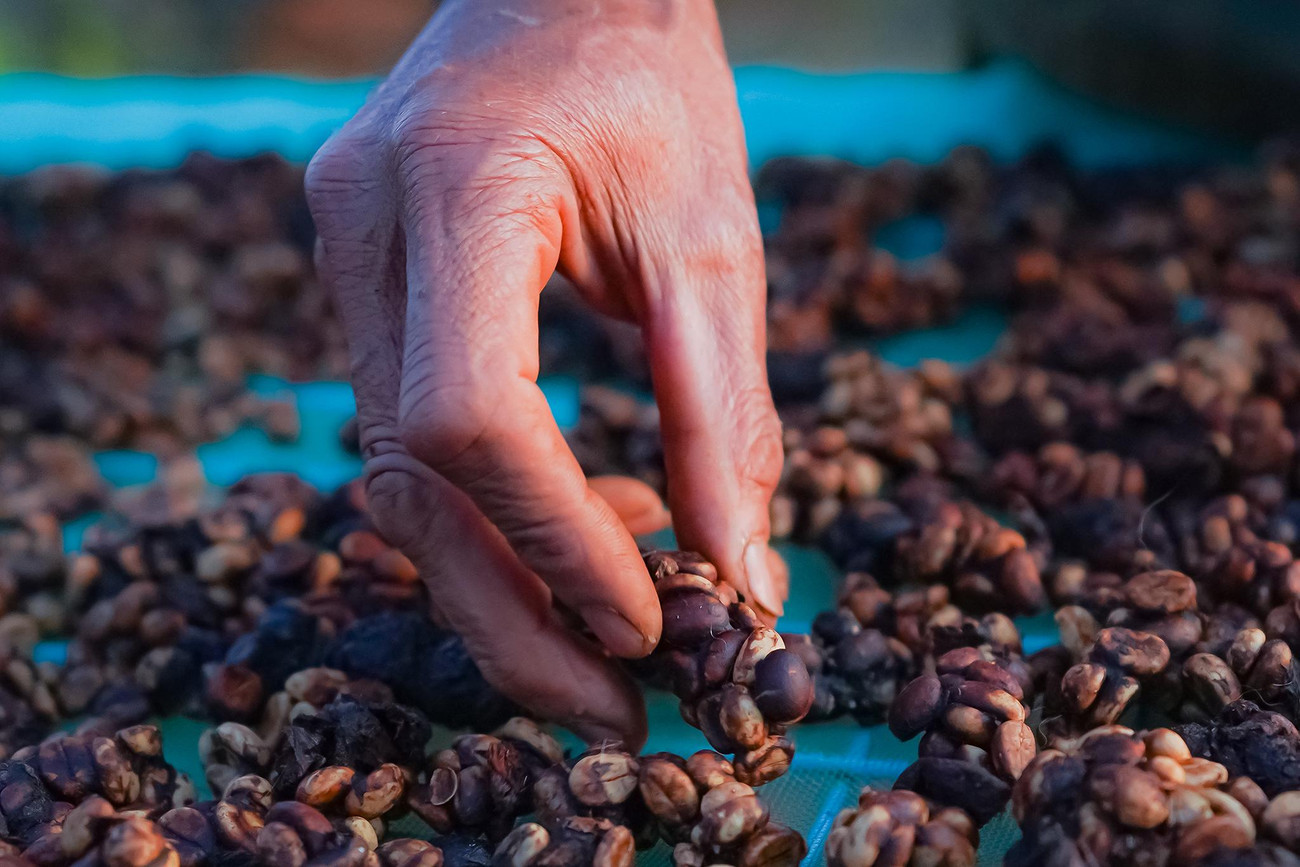 Lớp vỏ trấu là phần không được dạ dày chồn tiêu hóa hết và được đào thải ra phân, lớp vỏ trái này giúp cho những nhân hạt cà phê không bị nhiễm bẩn, cách ly được với phân của chồn. Vì vậy sau khi thực hiện công đoạn phơi nắng, sẽ tiếp tục đến công đoạn cho hạt Cà phê chồn vào máy tách vỏ trấu, sau đó tiếp tục đến quá trình sàn lọc thủ công một cách tỉ mỉ, cẩn thận. Mỗi hạt cà phê được đánh giá, phân loại, sắp xếp theo những tiêu chuẩn khác nhau để chọn ra những hạt tốt nhất.