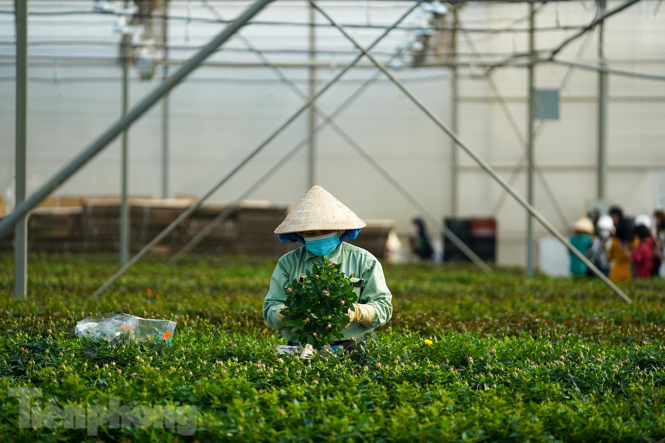 Các vườn hoa tại tỉnh Lâm Đồng gặp nhiều khó khăn khi dịch COVID-19 diễn biến phức tạp vào cuối năm 2021. Hiện tại, khi tình hình đã được kiểm soát, các chủ vườn hoa bắt đầu mở cửa đón những vị khách đầu tiên cũng như hối hả chạy hoa cho mùa tết 2022. Các vườn hoa tại tỉnh Lâm Đồng gặp nhiều khó khăn khi dịch COVID-19 diễn biến phức tạp vào cuối năm 2021. Hiện tại, khi tình hình đã được kiểm soát, các chủ vườn hoa bắt đầu mở cửa đón những vị khách đầu tiên cũng như hối hả chạy hoa cho mùa tết 2022.