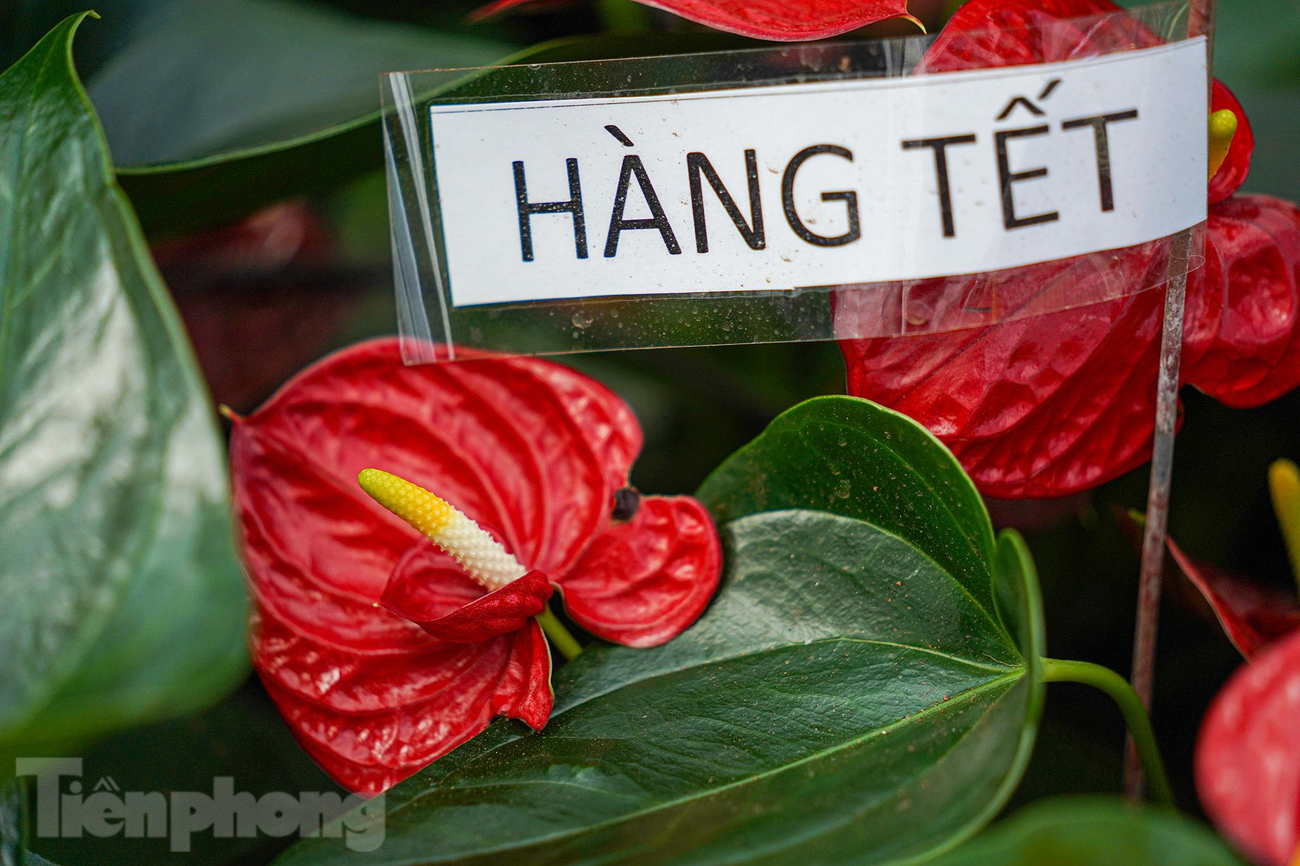 Các kỹ sư đã nghiên cứu thành công loại hồng môn hai tầng (hoa có hai lớp lá đỏ) và hứa hẹn dòng này sẽ hút khách khi có dáng nhỏ gọn, có thể để trên bàn làm việc. Các kỹ sư đã nghiên cứu thành công loại hồng môn hai tầng (hoa có hai lớp lá đỏ) và hứa hẹn dòng này sẽ hút khách khi có dáng nhỏ gọn, có thể để trên bàn làm việc.