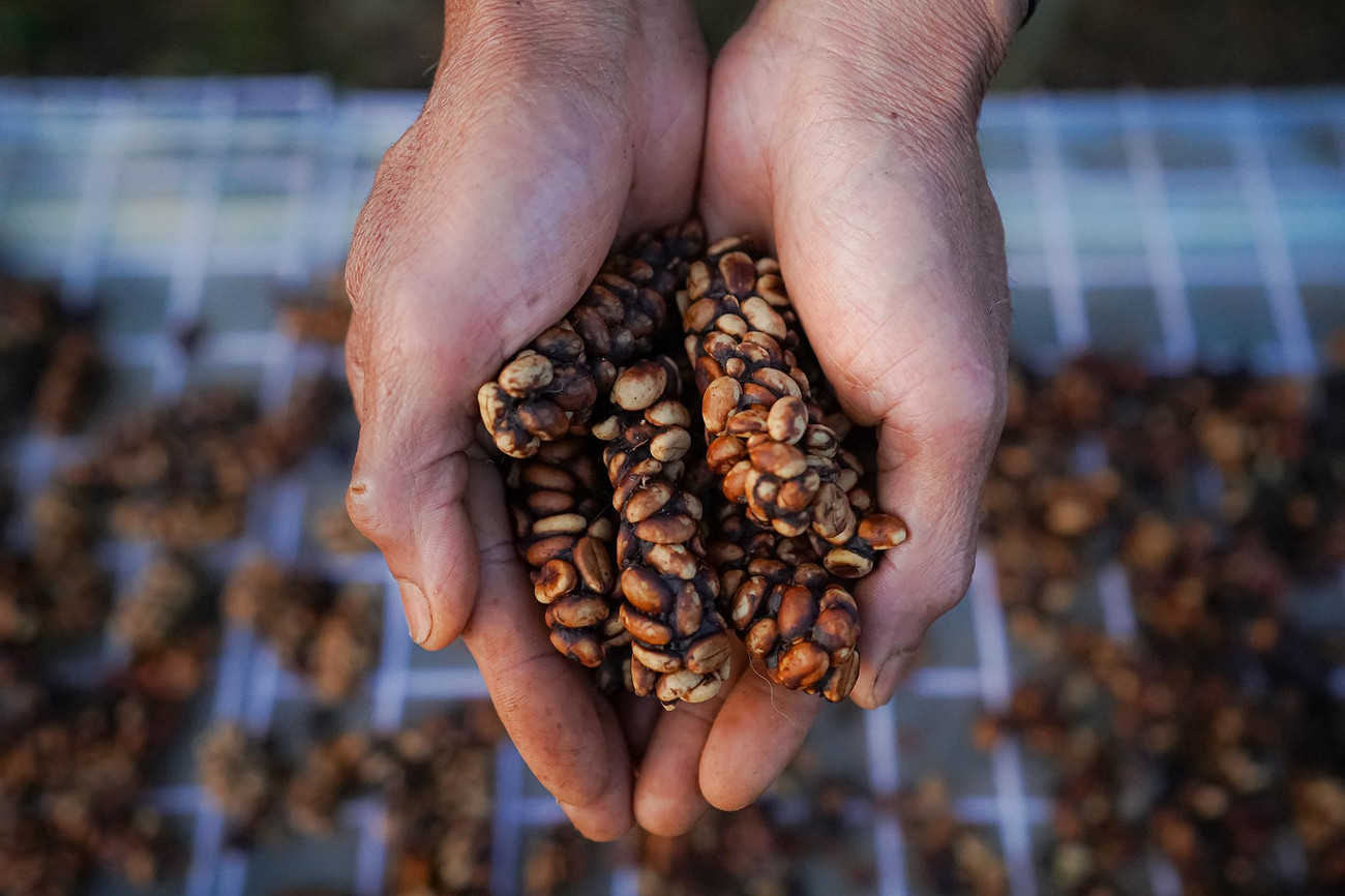 Đây là một loại cà phê rất độc đáo cũng như đắt đỏ bởi quy trình sản xuất đặc biệt. Trong tự nhiên loài chồn rất ưa thích phần thịt và vỏ bên ngoài của mỗi quả cà phê.