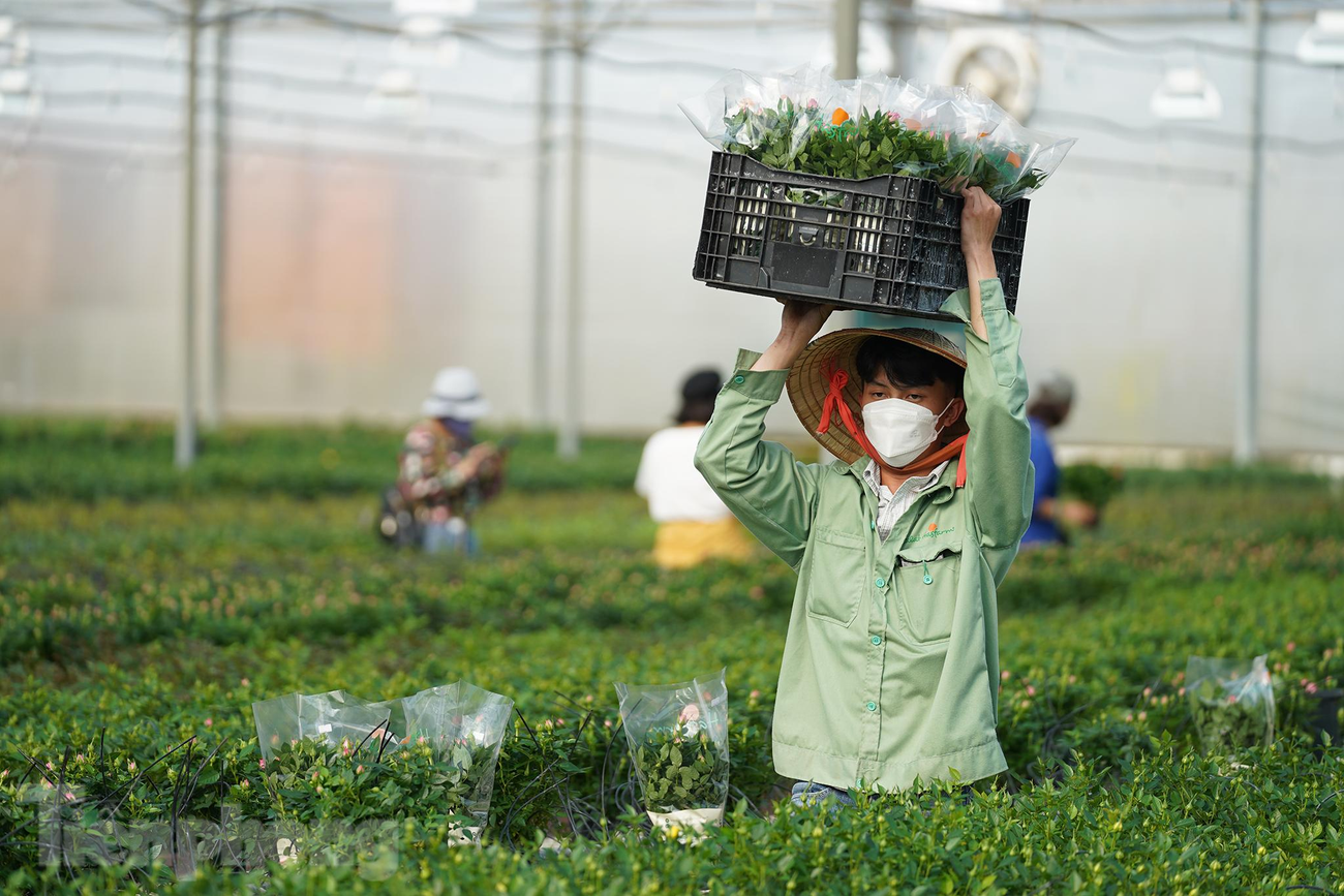 Là đơn vị cung cấp sản lượng hoa lớn nhất cả nước - chiếm 20% lượng hoa cung ứng cho thị trường nội địa, ông Aad Gordijn, Tổng giám đốc Công ty TNHH Dalat Hasfarm cho biết công ty chuẩn bị 10 triệu cành hoa, 1,6 triệu chậu cho thị trường Tết Nhâm Dần 2022. Con số này tăng 20% so với cùng kỳ năm ngoái. "Giá bán trung bình các mặt hàng hoa của công ty trong 3 tuần trước Tết tăng khoảng 10-15% so với ngày thường. Chúng tôi đang hoàn thành các đơn hàng ký với đối tác", ông Aad Gordijn nói. Là đơn vị cung cấp sản lượng hoa lớn nhất cả nước - chiếm 20% lượng hoa cung ứng cho thị trường nội địa, ông Aad Gordijn, Tổng giám đốc Công ty TNHH Dalat Hasfarm cho biết công ty chuẩn bị 10 triệu cành hoa, 1,6 triệu chậu cho thị trường Tết Nhâm Dần 2022. Con số này tăng 20% so với cùng kỳ năm ngoái. "Giá bán trung bình các mặt hàng hoa của công ty trong 3 tuần trước Tết tăng khoảng 10-15% so với ngày thường. Chúng tôi đang hoàn thành các đơn hàng ký với đối tác", ông Aad Gordijn nói.