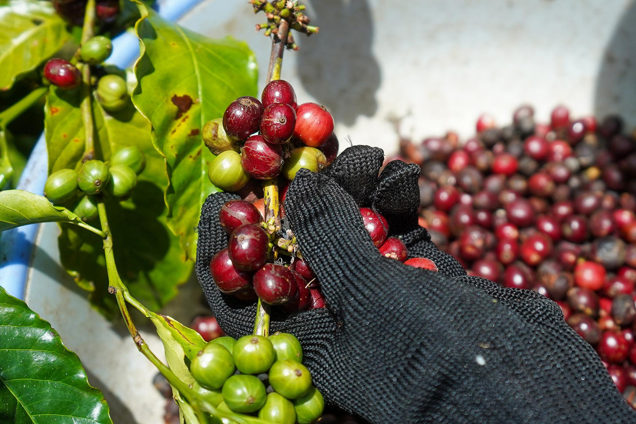 Hai tấn cà phê tươi cho chồn ăn thu lại 100kg. Hơn năm tấn cà phê còn lại, anh sản xuất ra được khoảng một tấn cà phê dạng rang xay.