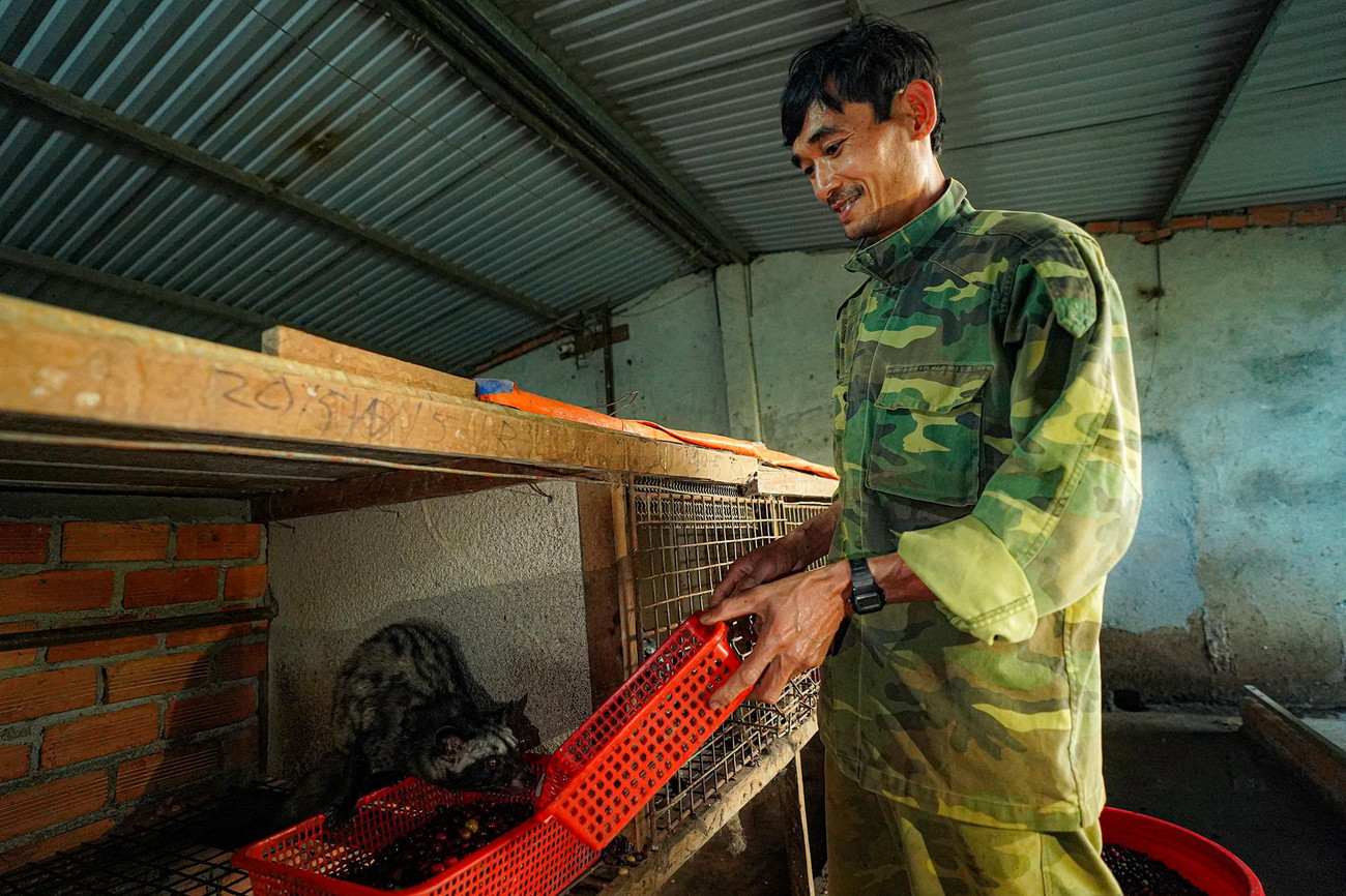 Chồn được cho ăn một lần vào buổi chiều. Mỗi ngày, một con chồn sẽ cho anh Lực một lạng cà phê thô sau khi ăn hết hai ký cà phê tươi.