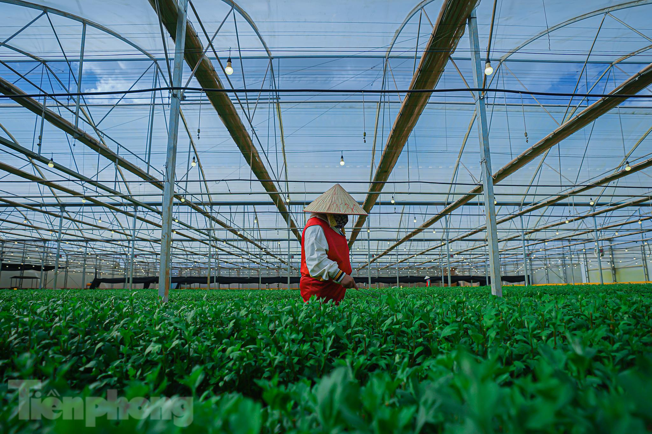Trong khi đó, nông dân vùng nguyên liệu ở huyện Lâm Hà đã chong đèn, bắt sâu, chuẩn bị cho mùa vụ năm sau. Trong khi đó, nông dân vùng nguyên liệu ở huyện Lâm Hà đã chong đèn, bắt sâu, chuẩn bị cho mùa vụ năm sau.