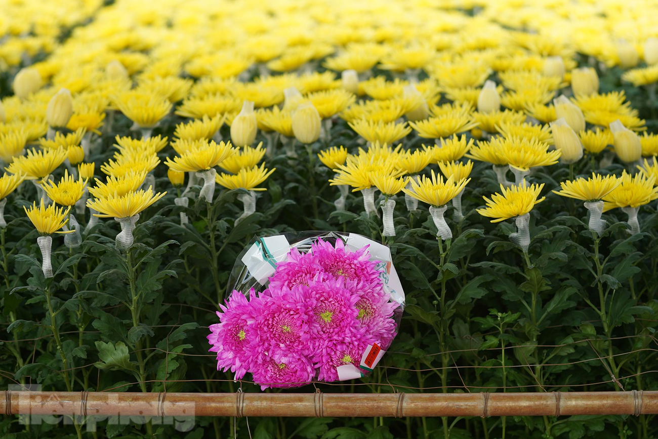 Một bó hoa cúc Magnum hồng được nhuộm từ hoa cúc vàng. Một bó hoa cúc Magnum hồng được nhuộm từ hoa cúc vàng.