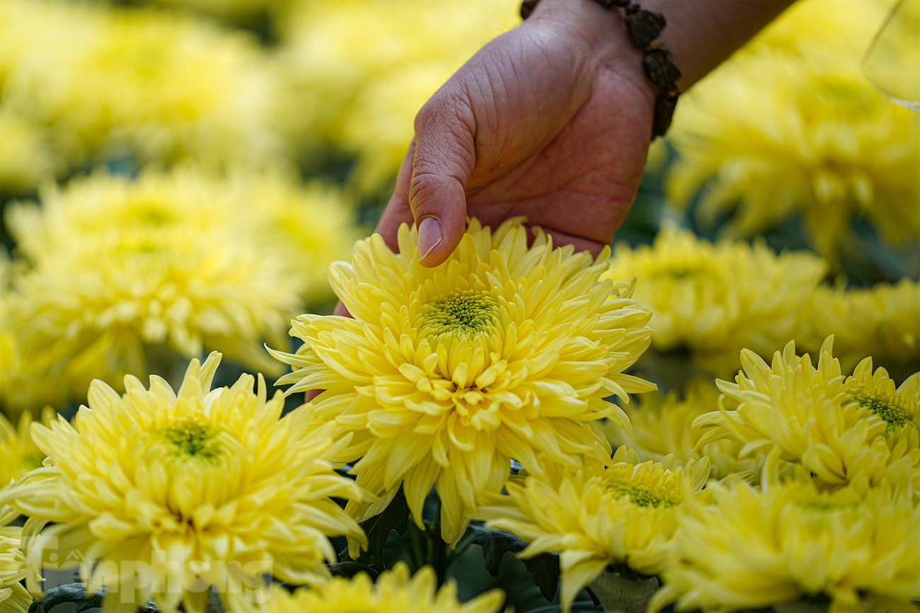 Năm nay, Đà Lạt sẽ tung ra thị trường hoa tết những hoa cúc Magnum đại đoá to hơn bàn tay. Những bông hoa trong ảnh đang trong giai đoạn bung cánh. Có thể nhìn thấy khá nhiều cánh chưa bung ra hết ở giữa nhuỵ hoa. Năm nay, Đà Lạt sẽ tung ra thị trường hoa tết những hoa cúc Magnum đại đoá to hơn bàn tay. Những bông hoa trong ảnh đang trong giai đoạn bung cánh. Có thể nhìn thấy khá nhiều cánh chưa bung ra hết ở giữa nhuỵ hoa.