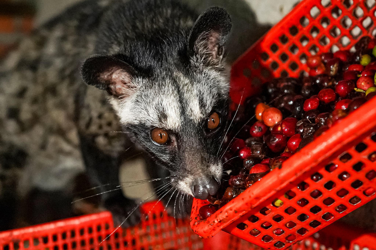 Con cái có mang giá khoảng 25 triệu một con. Con đực trưởng thành giá khoảng 15 triệu một con. Hiện nay, anh Lực phát triển tổng đàn khoảng 40 con.