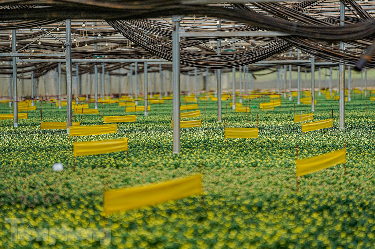 Vào mùa thu hoạch, người nông dân phải giăng những tấm keo nhựa màu vàng để bẫy côn trùng, bảo vệ hoa. Vào mùa thu hoạch, người nông dân phải giăng những tấm keo nhựa màu vàng để bẫy côn trùng, bảo vệ hoa.