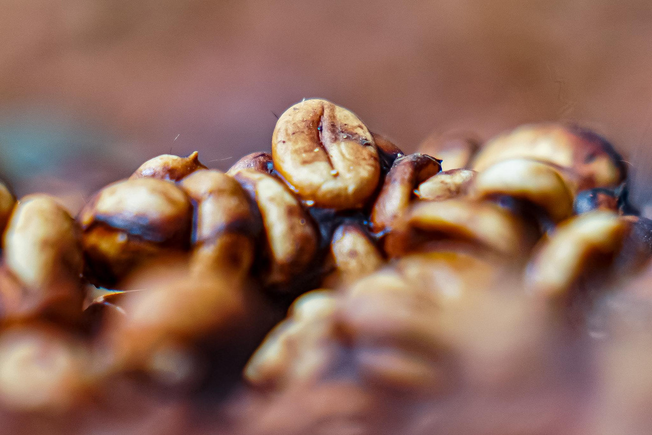 Phần lớp vỏ lụa của cà phê chồn cũng có màu sắc khác so với lớp vỏ lụa của hạt cà phê thông thường khi có màu đỏ và đậm đà hơn đồng thời cứng, giòn hơn.