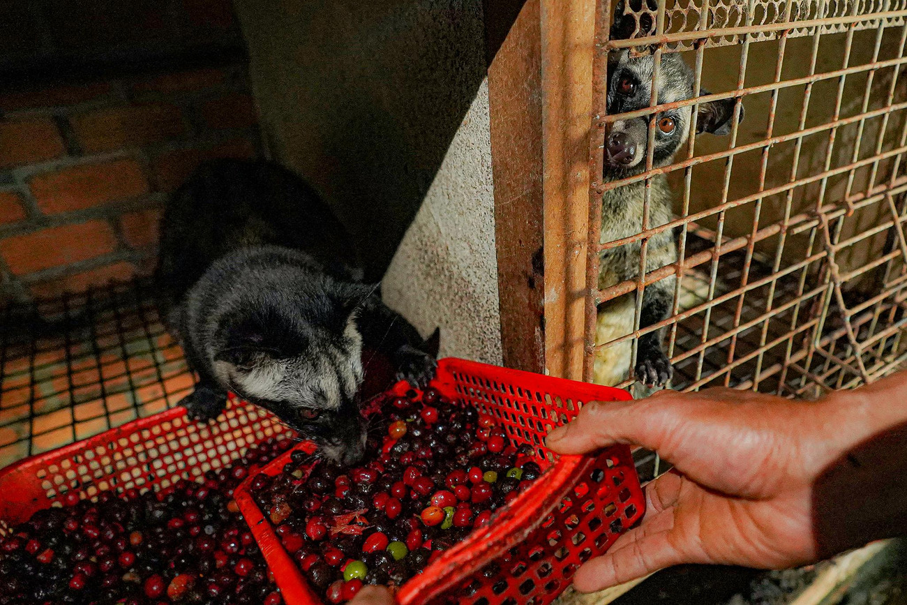 Lúc đầu anh Lực chỉ có ý định nuôi chồn thịt. Sau một lần được thưởng thức ly cà phê chồn có giá vài trăm ngàn đồng, anh bắt đầu bị thu hút bởi dòng sản phẩm đặc biệt này.