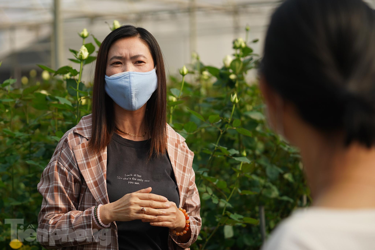 Bà Đoan Trang, phụ trách nhà vòm sản xuất nhóm hoa hồng cắt cành tại TP Đà Lạt cho biết, điểm đặc biệt tại các nhà kính nông trại hoa ở đây đều được điều khiển hoàn toàn tự động bằng hệ thống Hortimax nhập khẩu từ Hà Lan. Bà Đoan Trang, phụ trách nhà vòm sản xuất nhóm hoa hồng cắt cành tại TP Đà Lạt cho biết, điểm đặc biệt tại các nhà kính nông trại hoa ở đây đều được điều khiển hoàn toàn tự động bằng hệ thống Hortimax nhập khẩu từ Hà Lan.