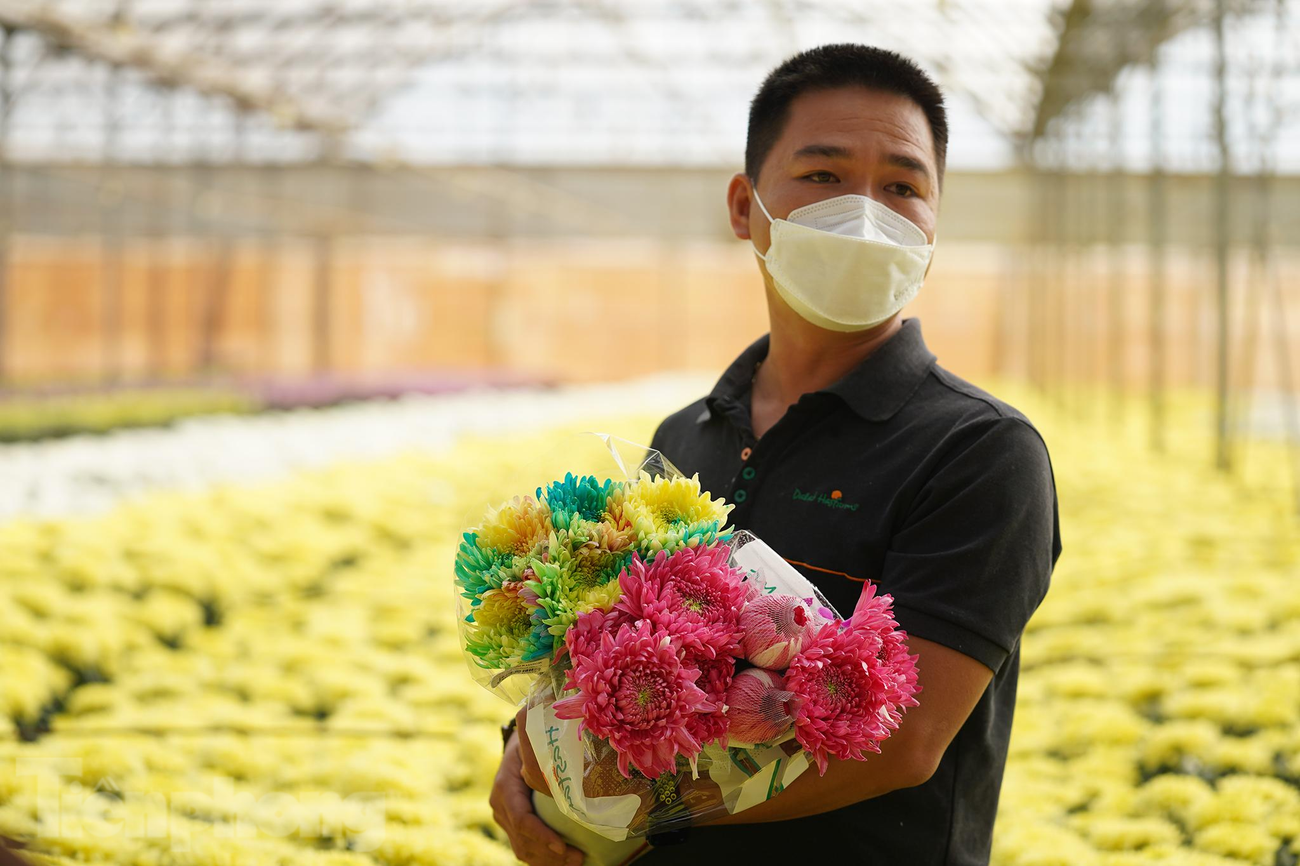 Anh Võ Trung Huy, kỹ sư chuyên dòng hoa cúc đang cầm trên tay những bông hoa nhuộm cho biết: “Chúng tôi ưu tiên phát triển các loại cúc truyền thống như cúc đại đoá, cúc đơn, cúc chùm, cúc cành. Người tiêu dùng ưu tiên lựa chọn bởi sự rực rỡ và ý nghĩa biểu trưng tốt đẹp của nó mang lại cho ngày Tết. Đặc biệt, trong vài năm gần đây, chúng tôi đã nghiên cứu và đưa thành công ra thị trường loại cúc Magnum. Khi nở, loại cúc này có đường kính tới 20cm. Chỉ cần 5 hoa là đủ đẹp bình hoa to. Giá của Magnum cũng cao hơn các loại cúc khác một chút vì quá trình trồng đòi hỏi nhiều công chăm sóc vì đặc tính sinh học của nó cũng khác hơn". Anh Võ Trung Huy, kỹ sư chuyên dòng hoa cúc đang cầm trên tay những bông hoa nhuộm cho biết: “Chúng tôi ưu tiên phát triển các loại cúc truyền thống như cúc đại đoá, cúc đơn, cúc chùm, cúc cành. Người tiêu dùng ưu tiên lựa chọn bởi sự rực rỡ và ý nghĩa biểu trưng tốt đẹp của nó mang lại cho ngày Tết. Đặc biệt, trong vài năm gần đây, chúng tôi đã nghiên cứu và đưa thành công ra thị trường loại cúc Magnum. Khi nở, loại cúc này có đường kính tới 20cm. Chỉ cần 5 hoa là đủ đẹp bình hoa to. Giá của Magnum cũng cao hơn các loại cúc khác một chút vì quá trình trồng đòi hỏi nhiều công chăm sóc vì đặc tính sinh học của nó cũng khác hơn".