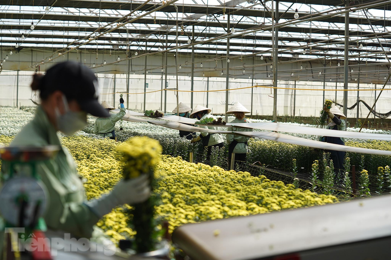 Một dây chuyền thu hoạch, vận chuyển, đóng gói hoa có giá khoảng 250.000 USD. Một dây chuyền thu hoạch, vận chuyển, đóng gói hoa có giá khoảng 250.000 USD.