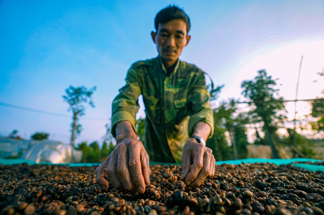 Sau khi ăn vào bụng, lớp thịt của hạt cà phê được tiêu hóa, phần nhân trong quá trình đi qua hệ tiêu hóa của chồn sẽ gặp các enzyme và xảy ra quá trình lên men tự nhiên. Nhân được thải ra ngoài và qua quá trình xử lý kỹ lưỡng cho ra loại cà phê chồn có hương vị cực kỳ đặc trưng và độc nhất.