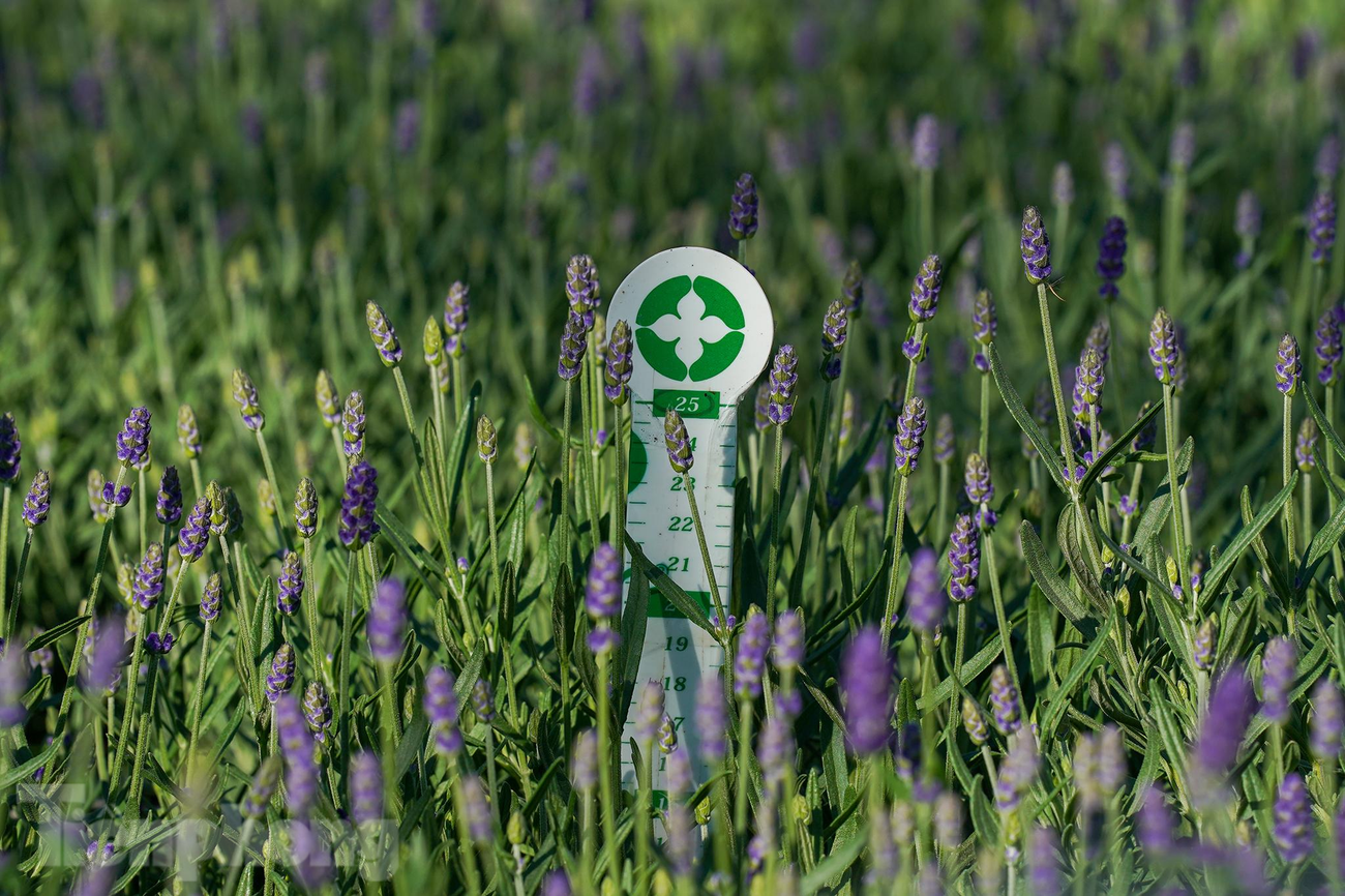 Oải hương là loại không dễ trồng nhưng năm nay hứa hẹn sẽ có hàng ngàn chậu hoa cao đủ chuẩn xuất ra từ Đà Lạt phục vụ tết 2022. Oải hương là loại không dễ trồng nhưng năm nay hứa hẹn sẽ có hàng ngàn chậu hoa cao đủ chuẩn xuất ra từ Đà Lạt phục vụ tết 2022.