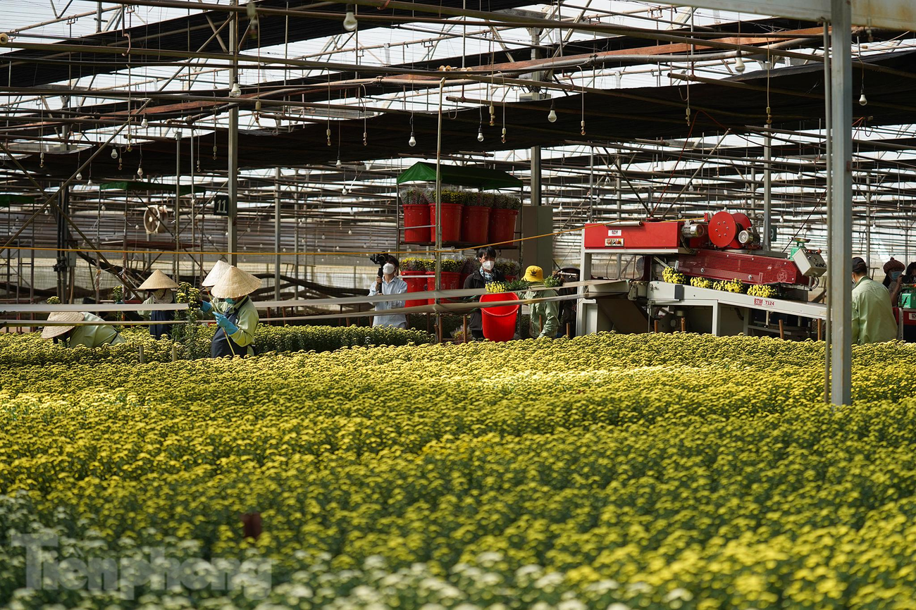 Ở những nhà kính diện tích lớn thu hoạch lớn, chủ đầu tư trang bị cả hệ thống dây chuyền thu hoạch bằng máy. Ở những nhà kính diện tích lớn thu hoạch lớn, chủ đầu tư trang bị cả hệ thống dây chuyền thu hoạch bằng máy.