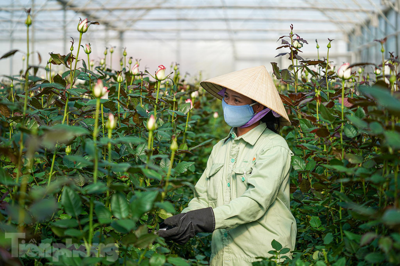 Hệ thống này được thiết lập dựa trên những cảm biến được lắp đặt sẵn để đo các chỉ số như tốc độ gió, cường độ ánh sáng, nhiệt độ, độ ẩm… Các chỉ số sau khi đo sẽ được tổng hợp đưa về máy chủ, từ đó sẽ có những tín hiệu phản hồi để điều khiển phù hợp, nhằm tạo điều kiện sinh trưởng tối ưu cho hoa. Việc trồng hoa trong nhà kính công nghệ cao tạo vùng tiểu khí hậu lý tưởng, không bị phụ thuộc thời tiết nên cho hoa năng suất cao, ổn định và chất lượng đồng đều. Hệ thống này được thiết lập dựa trên những cảm biến được lắp đặt sẵn để đo các chỉ số như tốc độ gió, cường độ ánh sáng, nhiệt độ, độ ẩm… Các chỉ số sau khi đo sẽ được tổng hợp đưa về máy chủ, từ đó sẽ có những tín hiệu phản hồi để điều khiển phù hợp, nhằm tạo điều kiện sinh trưởng tối ưu cho hoa. Việc trồng hoa trong nhà kính công nghệ cao tạo vùng tiểu khí hậu lý tưởng, không bị phụ thuộc thời tiết nên cho hoa năng suất cao, ổn định và chất lượng đồng đều.