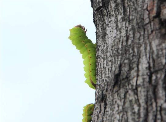 Rợn người cảnh hàng ngàn con sâu 'lạ' xuất hiện ở Bình Dương ảnh 5