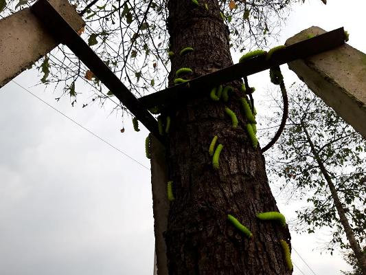 Rợn người cảnh hàng ngàn con sâu 'lạ' xuất hiện ở Bình Dương ảnh 1