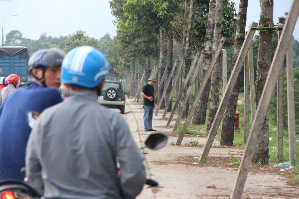 Rợn người cảnh hàng ngàn con sâu 'lạ' xuất hiện ở Bình Dương ảnh 4